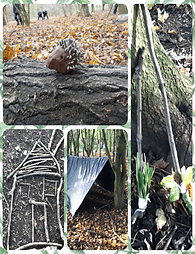 Forest 1